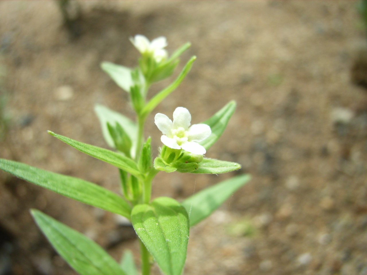 Lithospermum erythrorhizon Siebold & Zuccarini
